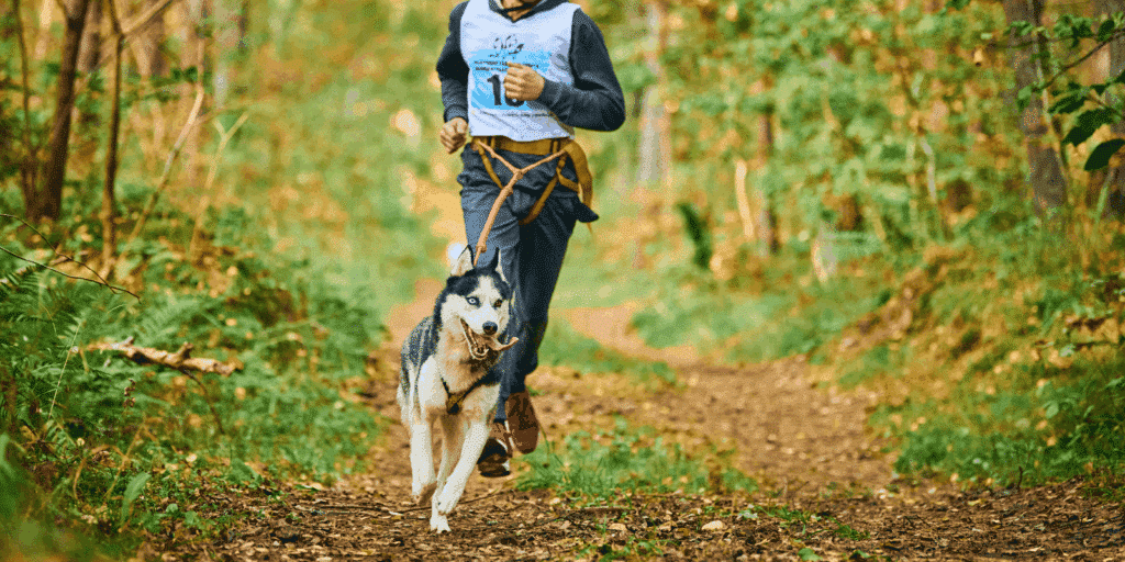 Coureur pratiquant le canicross en forêt avec un husky attaché par une ligne de traction