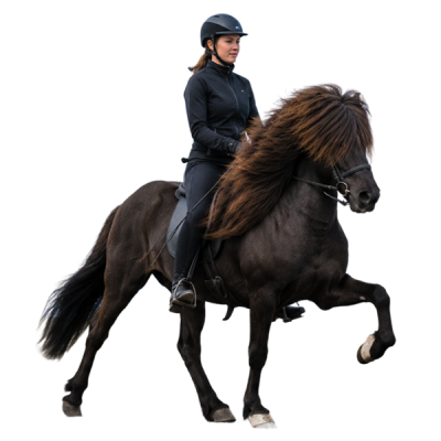 Icelandic horse tolting on an oval track
