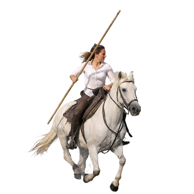 gardian riding a white Camargue horse among bulls